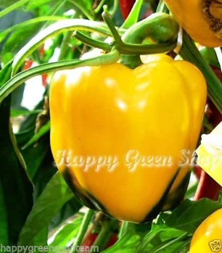 PEPPER YELLOW HOTHOUSE LG PACK OF 1X11LB