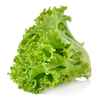 Lettuce, Green Leaf