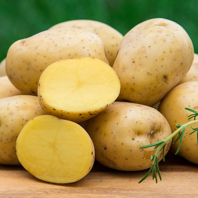 Yukon gold potato, each