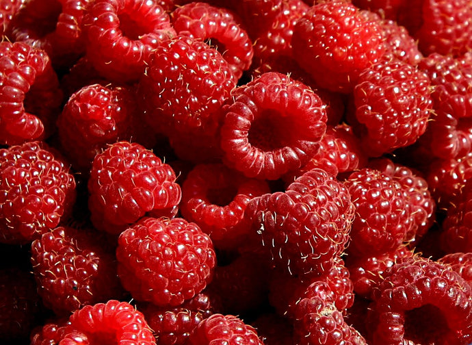 RASPBERRY RED FRESH PACK OF 12X.5PT